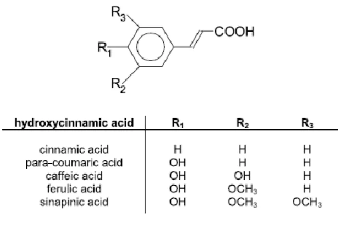 Figure 7. The general structure of hydroxcinnamic acid derivatives with a general structure C6C3   