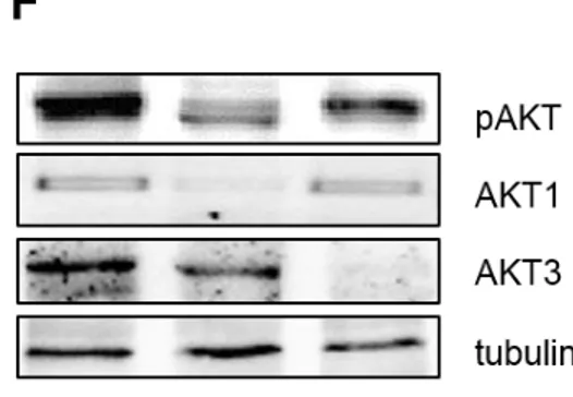 Figure  2.  AKTs  inhibition  induces  MPM  cell  death  and  enhances  cisplatin  induced  apoptosis  