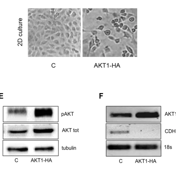 Figure 4. Different effects exerted by AKT1 kinase inhibition or protein loss in MPM  cells
