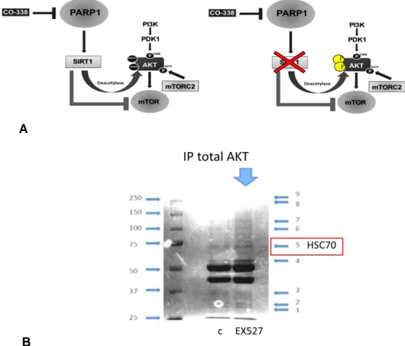 Fig.  1  -  Upon  SIRT1  inhibition  AKT  is  more  acetylated  and  associates  other  acetylated proteins
