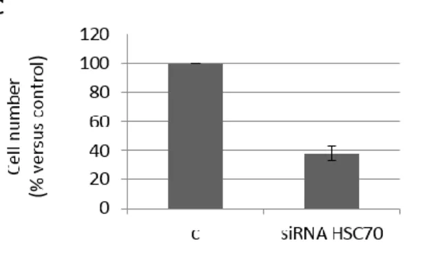 Fig.  2  -  Morphological  changes  and  viability  of  mesothelioma  cells  after  HSC70  silencing