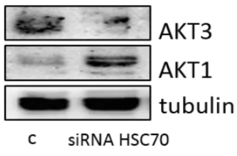 Fig. 4 – Loss of HSC70 resulted in AKT1 accumulation.  