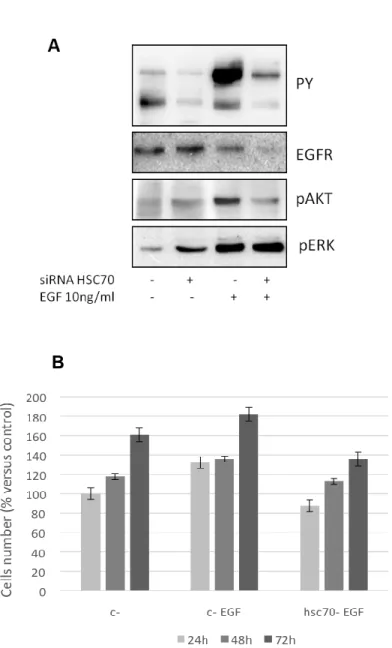 Fig. 5 – HSC70 silencing affects EGFR signaling.  