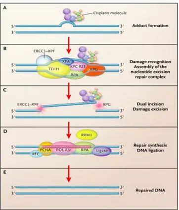 Figure 7 Simplified model of genome Nucleotide Excision Repair (NER) system. 