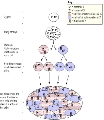 Figure 9 X chromosome inactivation Xp: clonal cell with active paternal X chromosome Xm: clonal cell with active  maternal X chromosome 