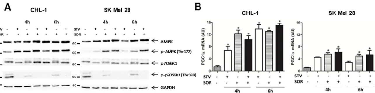 Figure 4. Combined exposure to sorafenib and starvation stimulates biogenesis in human melanoma 