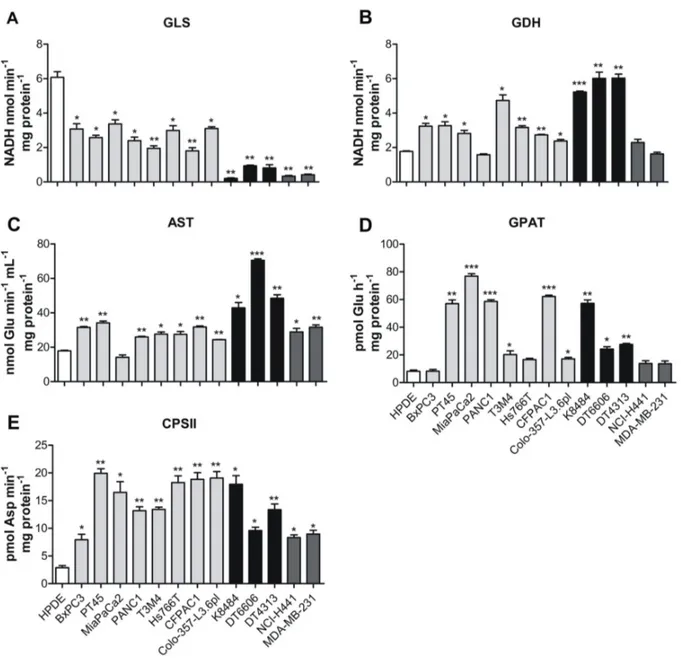 Figure 3: PDAC cells rely on glutamine to support nucleotide biosynthesis.  (A-E) Analysis of the enzymatic activity of: GLS  (A), GDH (B), AST (C), GPAT (D) and CPSII (E) in control human pancreatic cells HPDE (white bar), human pancreatic tumor cells PT4