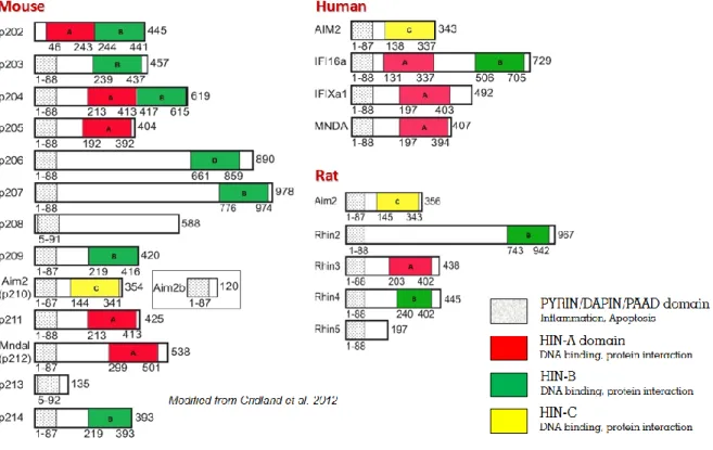 Figure 3: The Mammalian PHYIN Gene Family – Domain Architecture 