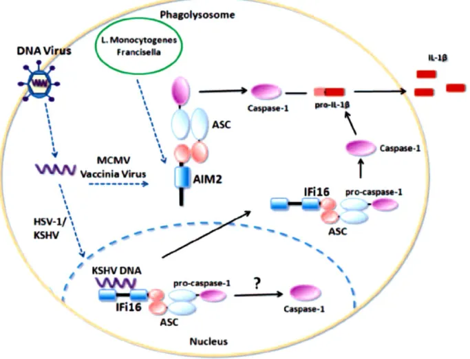 Figure 9: Schematic representation of AIM2 and IFI16 inflammasome  activation [1] 