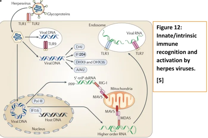 Figure 12:  Innate/intrinsic  immune  recognition and  activation by  herpes viruses.   [5] 