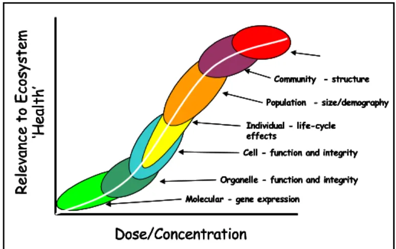 Fig.  6.  Diversi  livelli  di  organizzazione  biologica  che  corrispondono  a  diversi  livelli  di  risposta  biologica ai contaminanti (Spurgeon et al.,2002)