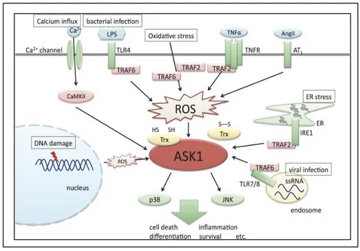 Figure 6: Overview of the functions of ASK1. 