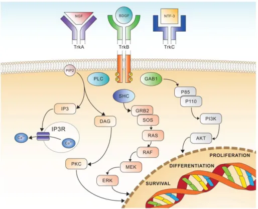 Figure 4.  Schematic view of Trk receptors signalling, showing the three major pathways involved in cell  differentiation, proliferation and survival 63 