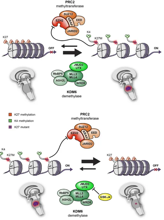 Figure  1.   Histone  modifications  by  PRC2  methyltransferase  and  KDM  demethylase  activities,  and  associations with transcriptionally active versus inactive states 13 