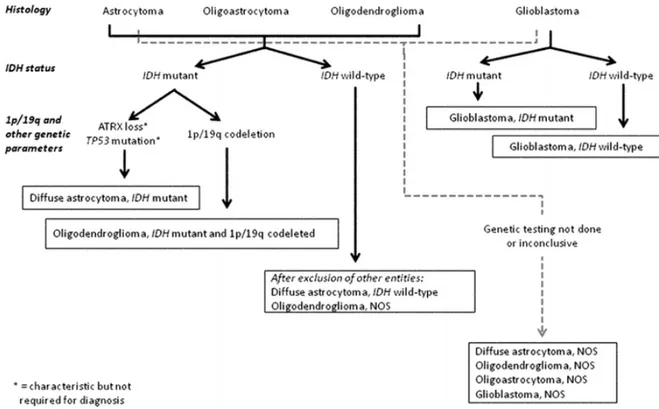 Figure 2.  Algorithm to classify the diffuse gliomas based on histological and genetic features