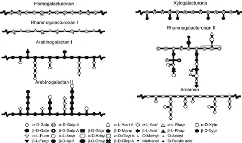 Figure 6: schematic representation of pectin structural elements  (adapted from Voragen et al., 2009)