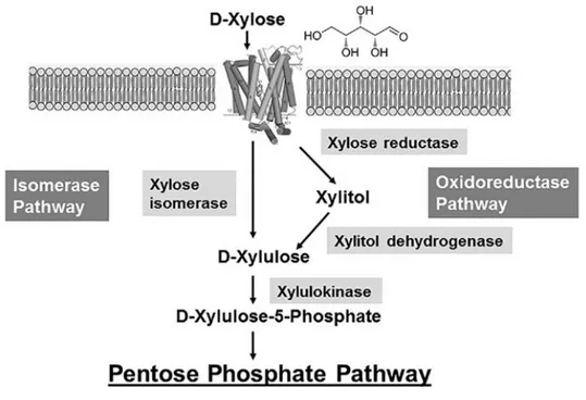 Figure 11: metabolic pathways of D-xylose metabolism (adapted from Nieves et 