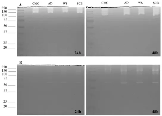 Figure 1: Endoglucanase (A) and xylanase (B) activity detection by zymography. 