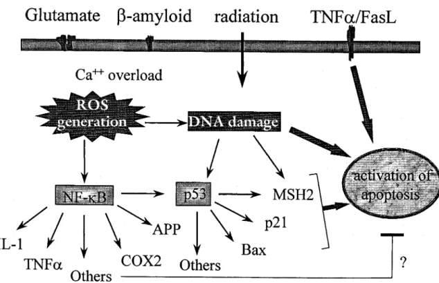 Figure 2 Schematic representation of the intracellular events activated by various apoptotic signals including glutamate, b-amyloid, various types of irradiation and TNFa/Fas ligand