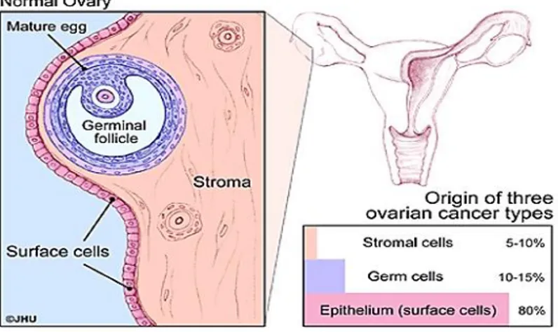Figure 3: View of ovary at tissue level, includes Germ cells, Stromal cells and Surface epithelial cells or the surface  cells [ 3 ] 
