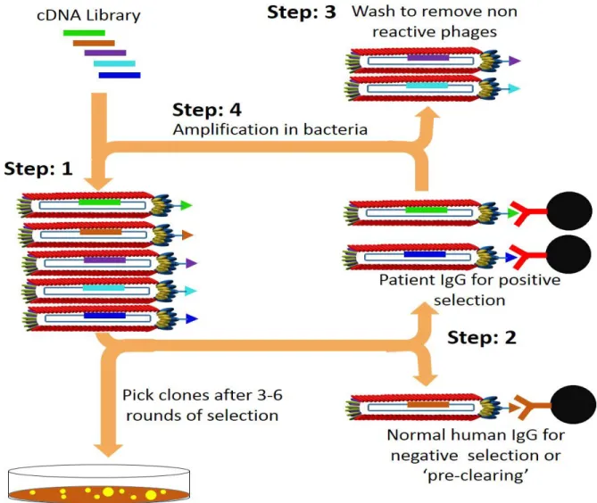 Figure 7: Phage display selection cycle. Binding protein selection from phage display libraries
