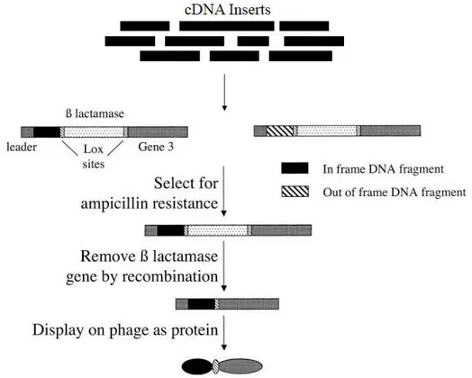 Figure 8: Schematic representation of ORF filtering: Random fragments are cloned upstream of a β-lactamase gene