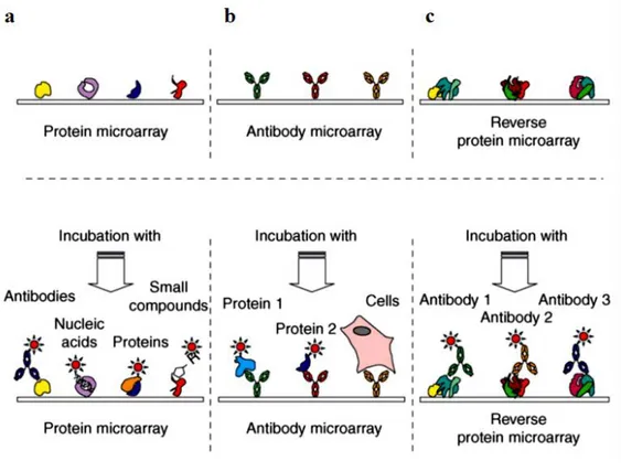Figure 9: Types of protein microarrays and their possible applications. a) Protein microarrays (PMAs), consisting of  individual  recombinant  proteins;  b)  antibody  microarrays  (AMAs),  consisting  of  antibodies  or  fragments;  and  c)  reverse prote