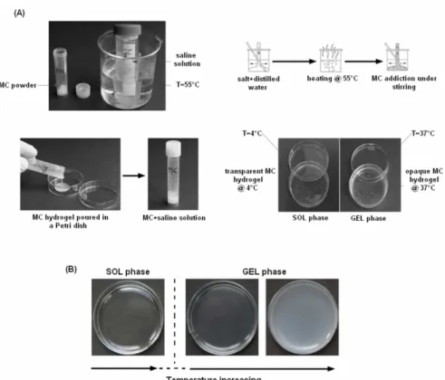 Figure  3  A-B.  Schematic  representation  of  the  3-steps  hydrogel  production  process  (A)