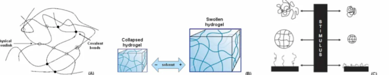 Figure 1 A-C. Schematic representation of the low/high energy network supporting hydrogel macromolecular structure  (A)