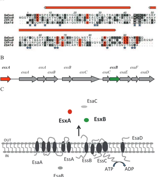 Fig. 3  A Sequence alignment of S. aureus EsxA and EsxB with ESAT-6 and CFP- CFP-10 of M