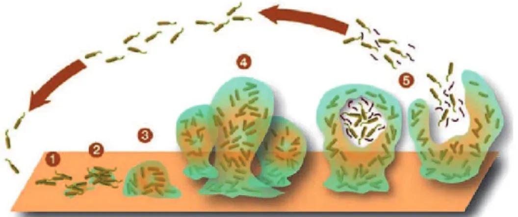 Fig.  5  Schematic  representation  of  development  of  a  biofilm  as  a  five-stage  preocess
