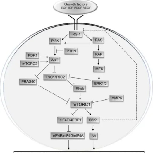 Figure 3. mTOR signaling pathway (Populo, Lopes et al. 2012) 