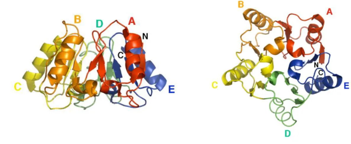 Figure 5. Structure of eIF6. The protein has a unique star-like structure known as pentein,  which is formed by five quasi identical subdomains (A–E) (Groft, Beckmann et al