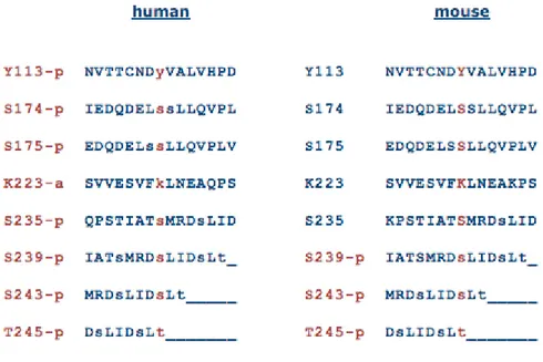 Figure 6. eIF6 phosphorylation sites ( http://www.phosphosite.org ) 