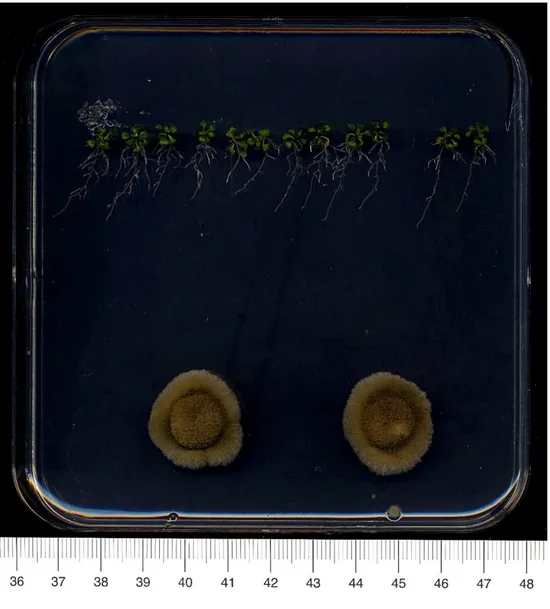 Fig. 1: Disposizione delle piante di Arabidopsis e dei rispettivi inoculi fungini su piastra di terreno MS