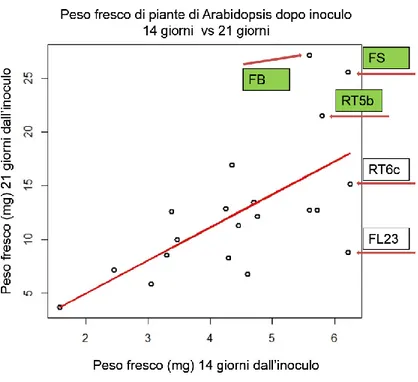 Fig. 7: Scatter Plot delle medie dei pesi freschi delle piante di Arabidopsis dopo 14 giorni e 21 giorni  dall’inoculo