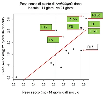 Fig. 8: Scatter Plot delle medie dei pesi secchi delle piante di Arabidopsis dopo 14 giorni vs 21 giorni  dall’inoculo