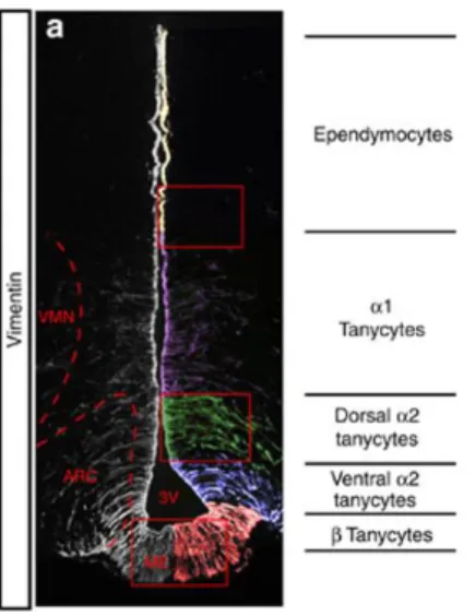 Figure  2.      Distinc  tanycyte  populations  line  the  hypothalamic  third  ventricle
