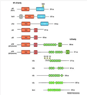 Figure  7.      Schematic  diagram  illustrating  the  mammalian  members of the NF-κB and IκB  families