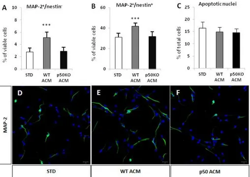 Figure  2.   WT,  but  not  p50KO  ACM,  promote  neuronal  differentiation  of  WT 