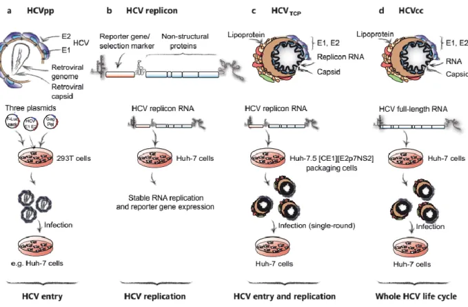 Figure 6. In vitro models developed to study HCV life cycle. Systems are listed accordingly  to the HCV life cycle step(s) that they allow to study 347 