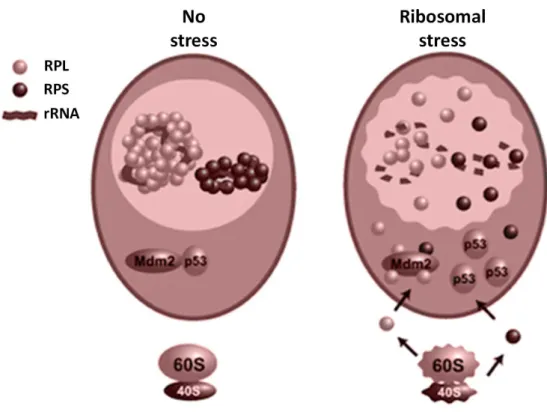 Fig.  7:  Schematic  p53-dependent  mechanism  induced  by  ribosomal  stress. 