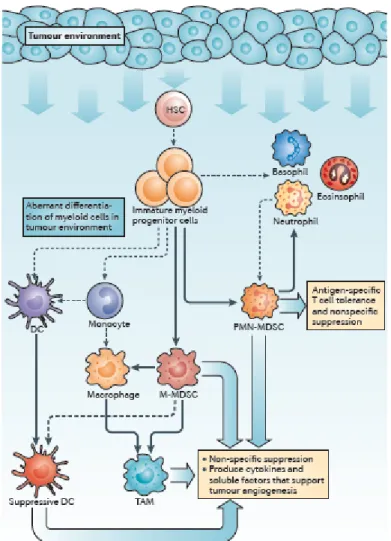 Figure 1- Changes that occur in myeloid cells in cancer.  