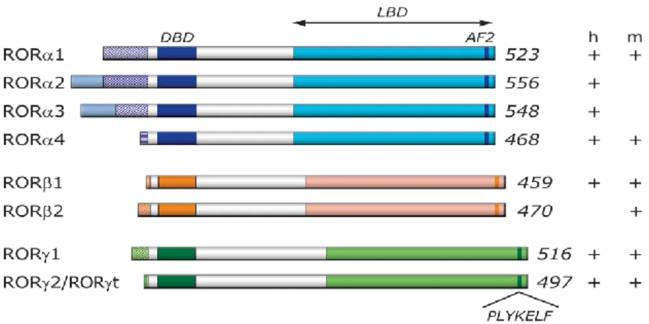 Figure 2- Schematic representation of ROR family members.   Schematic structure of the various ROR isoforms