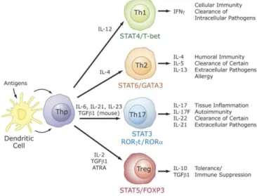 Figure 4- Specific role for RORs in T cell lineage specification.   Differentiation into different effector CD4+ T cell lineages, T helper (Th) 1, Th2, Th17,   and T regulatory (Treg) cells