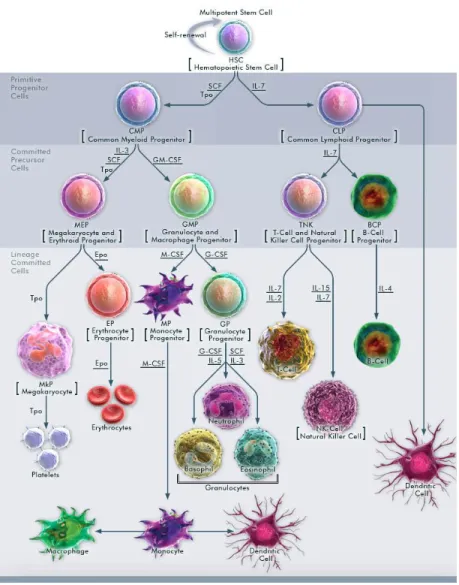 Figure 6- Hematopoiesis from multipotent stem cell 