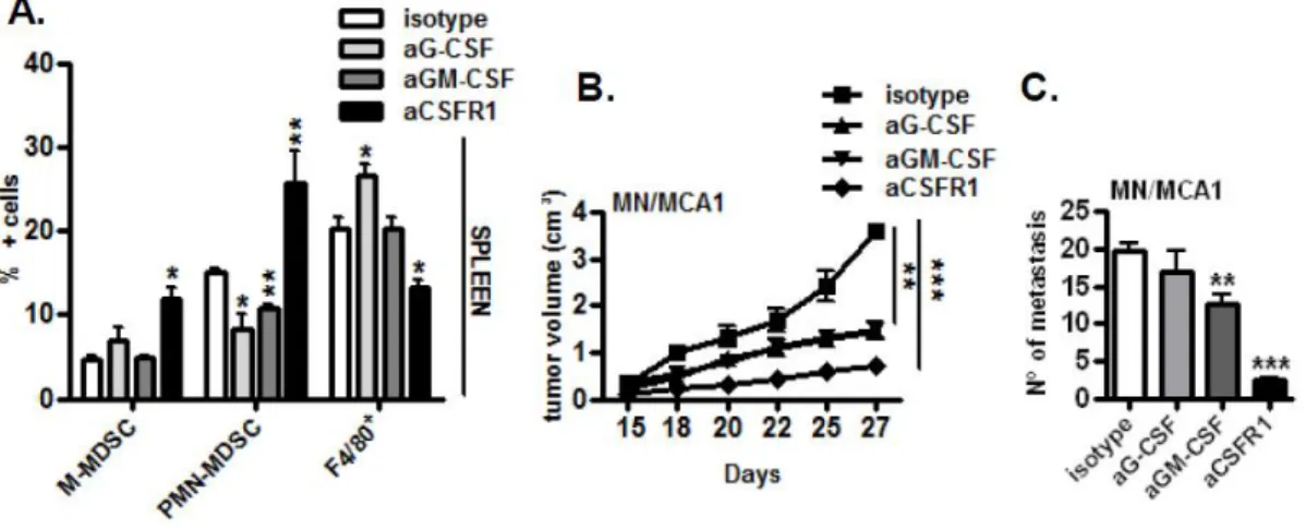 Figure  2-  Colony  growth  factors  are  required  for  both  tumor-driven  “emergency”  myelopoiesis and tumor progression