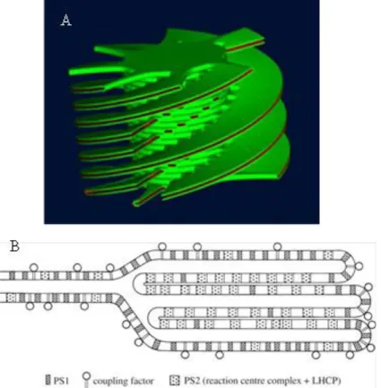 Figure  1.2  A.  Two  current  models  for  the  3D  organization  of  thylakoid  membranes  in  plant  chloroplasts