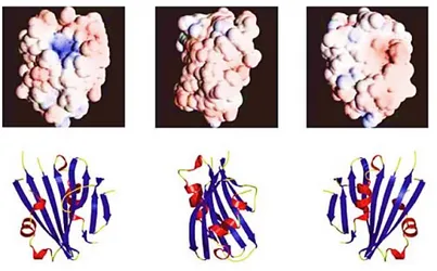 Figure 1.5. PsbP crystal structure at 1.6 Å (Ifuku et. al 2004). 