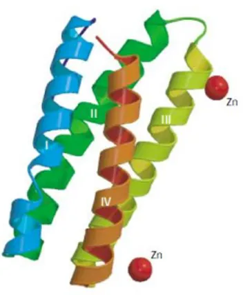 Figure 1.6.  PsbQ crystal structure at 1.95 Å (Calderone et al. 2003). 